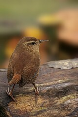 Closeup of a beautiful Wren on a branch in a forest during sunrise