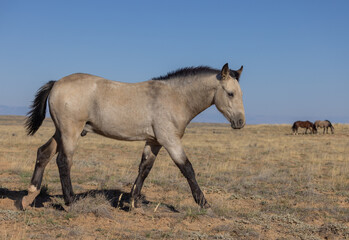 Cute Young Wild Horse in Autumn in the Wyoming Desert