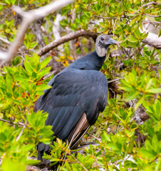 A fledged, young Black Vulture (Coragyps atratus). Birds of the USA