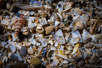 Sea Shell Beaches #1 (2023)