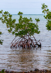 Coastal thickets. Mangroves at low tide in the Gulf of Mexico, Florida, USA.