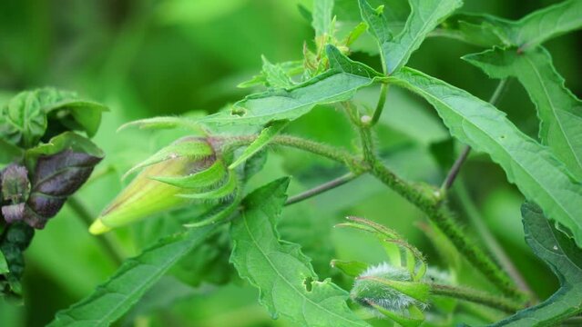 Abelmoschus moschatus (Also called Abelmosk, ambrette, annual hibiscus, Bamia Moschata, Galu Gasturi, muskdana) in nature. The plant has used in Ayurveda herbal medicine, including as an antispasmodi