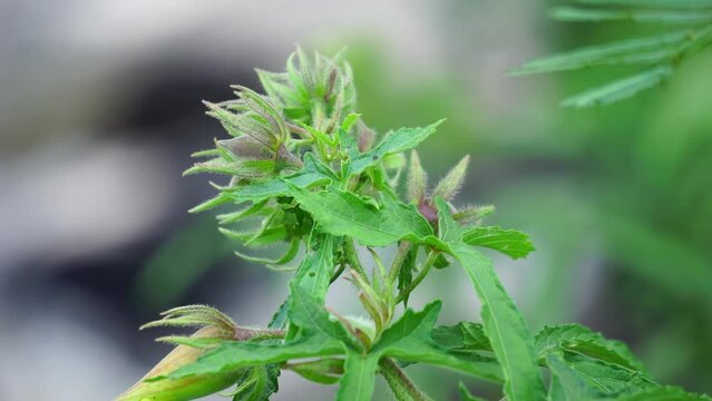 Abelmoschus moschatus (Also called Abelmosk, ambrette, annual hibiscus, Bamia Moschata, Galu Gasturi, muskdana) in nature. The plant has used in Ayurveda herbal medicine, including as an antispasmodi