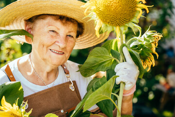 Portrait of old pensioner senior woman at straw hat and apron next to sunflowers working at garden.