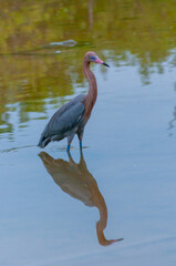 Blue Heron (Egretta caerulea) in a central Florida pond. Florida