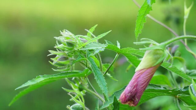 Abelmoschus moschatus (Also called Abelmosk, ambrette, annual hibiscus, Bamia Moschata, Galu Gasturi, muskdana) in nature. The plant has used in Ayurveda herbal medicine, including as an antispasmodi