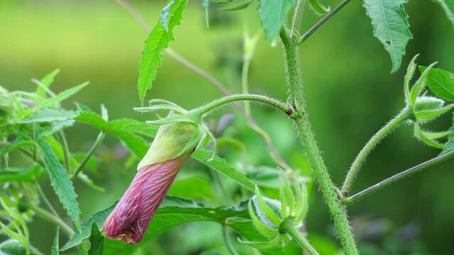 Abelmoschus moschatus (Also called Abelmosk, ambrette, annual hibiscus, Bamia Moschata, Galu Gasturi, muskdana) in nature. The plant has used in Ayurveda herbal medicine, including as an antispasmodi