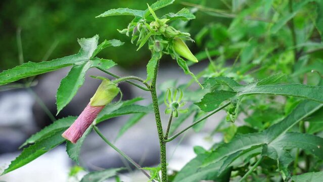 Abelmoschus moschatus (Also called Abelmosk, ambrette, annual hibiscus, Bamia Moschata, Galu Gasturi, muskdana) in nature. The plant has used in Ayurveda herbal medicine, including as an antispasmodi