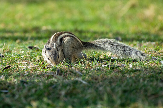 An Indian palm squirrel or three-striped palm squirrel (Funambulus palmarum) on a on the ground in the middle east.