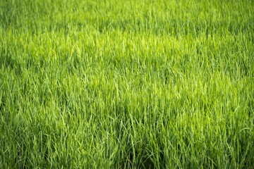 Closeup shot of bright green grass in a field on a sunny summer day, backgrounds and wallpapers