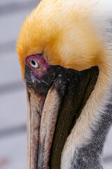 Brown Pelican (Pelecanus occidentalis), bird head on the background of water, close-up, Florida