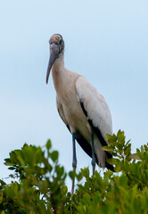 Wood Stork (Mycteria americana) is a large American wading bird in the stork family Ciconiidae, Florida
