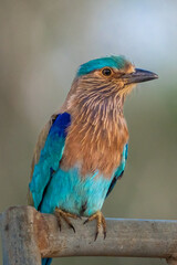 Indian roller (Coracias benghalensis) stands on branch