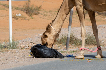 Camels eating garbage out of dumpster beside the road in the desert. Recycling concept.