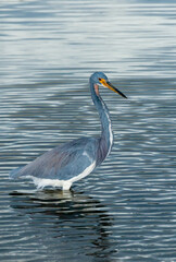 Blue Heron (Egretta caerulea) in a central Florida pond. Florida