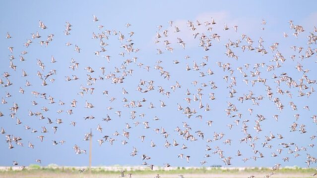 Huge flocks of migratory birds stop-over on Arabatskaya Strelka spit, Arctic waders mass: dunlin (Calidris alpina), curlew sandpiper (Calidris ferruginea). Shore Sivash Lake , Gulf of Sea of Azov