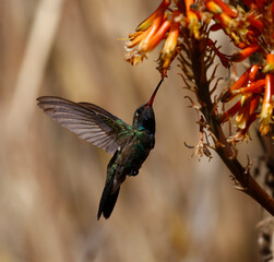 Colibrí © FLORUM STUDIO