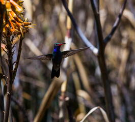 Colibrí © FLORUM STUDIO