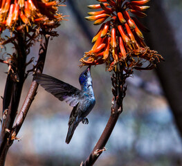Colibrí © FLORUM STUDIO