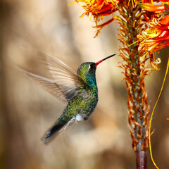 Colibrí © FLORUM STUDIO
