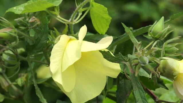 Abelmoschus moschatus (Also called Abelmosk, ambrette, annual hibiscus, Bamia Moschata, Galu Gasturi, muskdana) in nature. The plant has used in Ayurveda herbal medicine, including as an antispasmodi