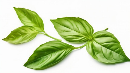 basil leaves isolated on white background 