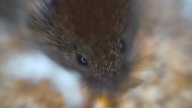 The common red-backed vole (Clethrionomys glareolus) digs into the wheat grain and nibbles it. A pest of the household. Super close up mouse face