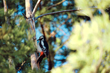 Woodpecker sits trunk of dried tree in pine forest.