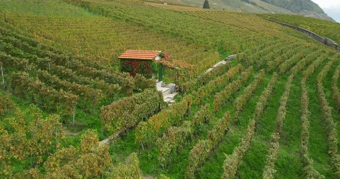 Terraced vineyards in autumn in Switzerland Lavaux 