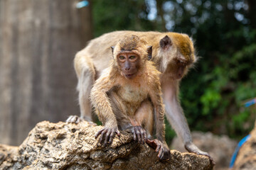 Langschwanzmakake Makake Affe Primat Javaneraffe
