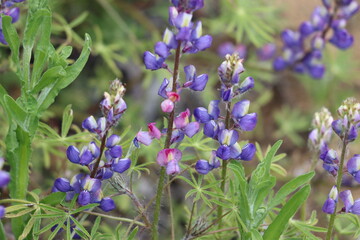 Purple flowering terminal indeterminate spiraled raceme inflorescences of Lupinus Sparsiflorus, Fabaceae, native annual monoclinous herb in the Santa Monica Mountains, Transverse Ranges, Springtime.