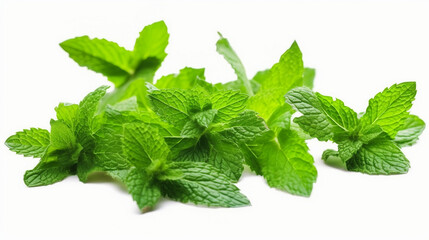 Obraz na płótnie Canvas Fresh mint leaves, and peppermint foliage isolated on white background