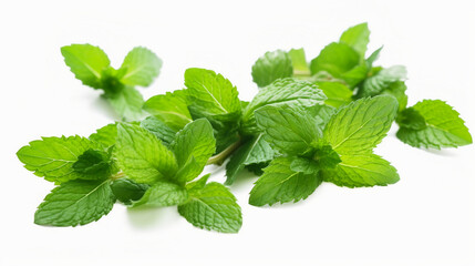 mint leaves isolated on white background