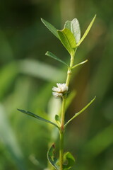 Altenanthera sessilis (Also called kremah, sissoo spinach, sessile joyweed, dwarf copperleaf) in the nature. As a herbal medicine, the plant has diuretic, cooling, tonic and laxative properties