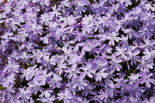 Purple daisy flowers bloom in Summer, background