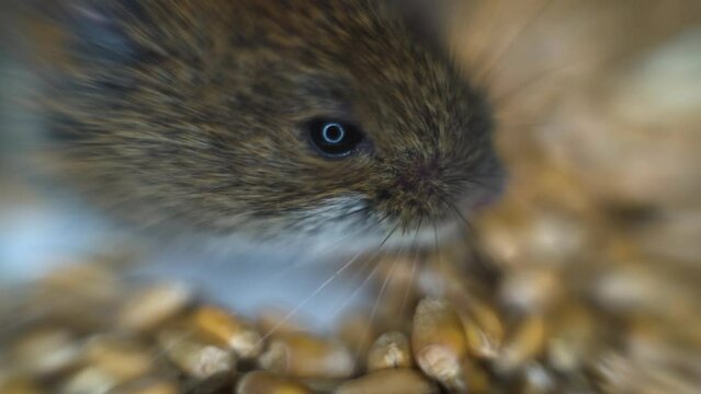 The common red-backed vole (Clethrionomys glareolus) digs into the wheat grain and nibbles it. A pest of the household. Super close up mouse face