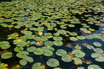 Water lilies in the pond