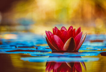 pink lotus flower