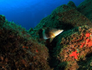 A comber navigates its reef habitat surrounded by algae and sponges under the Atlantic Ocean.