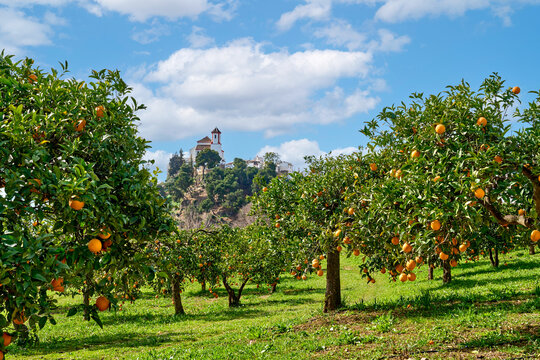 Plantation with ripe oranges near Alozaina in Andalusia, Spain