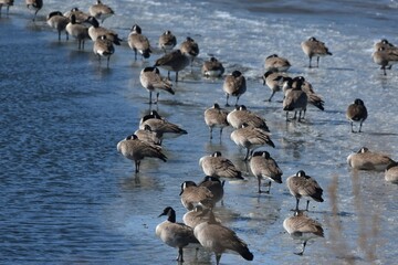 Geese roosting on the ice 