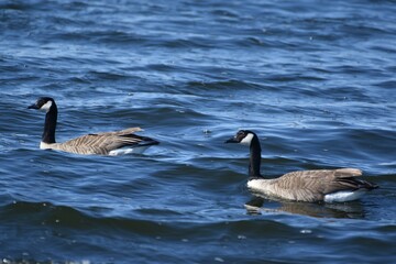 Canada geese on the water