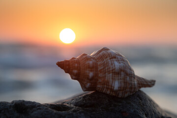Muschel am Strand im Sonnenuntergang - 593636706