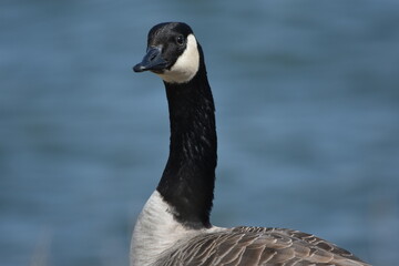 Solitary Canada goose 