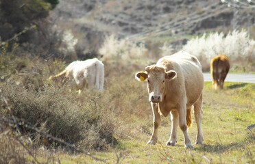 paisaje con vacas pastando