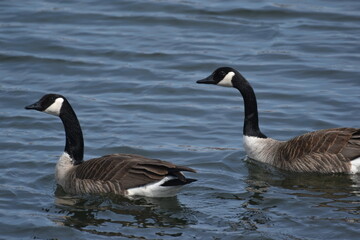 Canada geese on the water