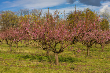 Beautiful peach orchard. There are pink flowers on the trees. There is green grass between the...