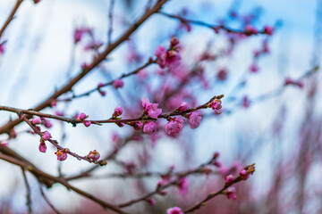 Beautiful peach orchard. There are pink flowers on the trees. There is green grass between the trees. The sky is blue.