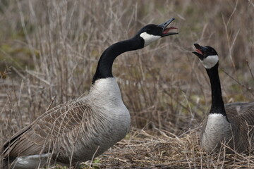 A pair of mating Canada geese 