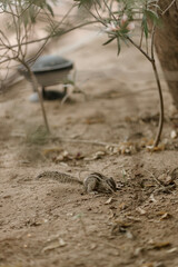 The northern palm squirrel (Funambulus pennantii), also called the five-striped palm squirrel, is a species of rodent in the family Sciuridae. Ahmedabad near the Gotila Garden.